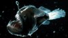 deep-sea-anglerfish.jpg