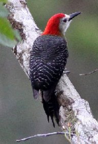 smoothwoodpecker
