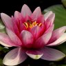Lotus Eater