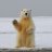 polarbear5