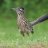 roadrunner38